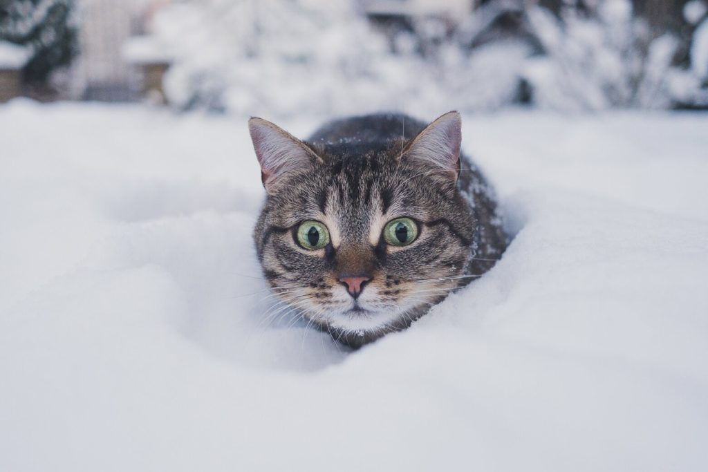 karlara gömülmüş kedi