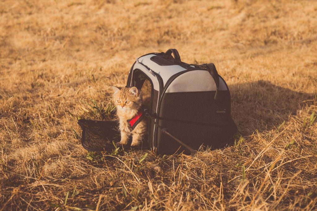 evcil hayvan kabul eden oteller, seyahat bavulu ve kedi