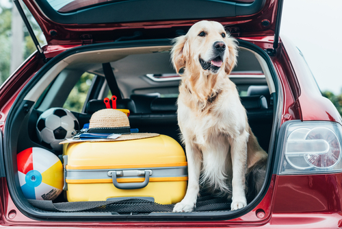 how-to-rent-a-car-with-pet.jpg 