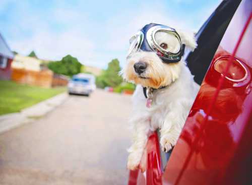how-to-rent-a-car-with-pet.jpg 